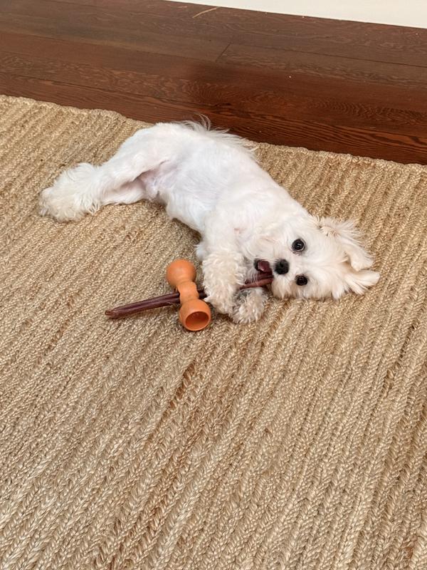 Heaven on earth for dogs.