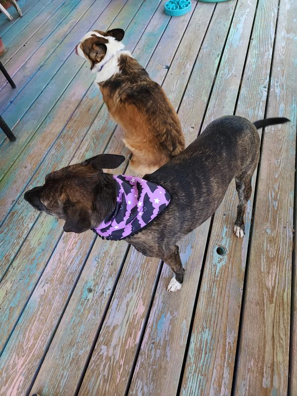 Hoshi turned her back to Freyja . Hoshi is so jealous.