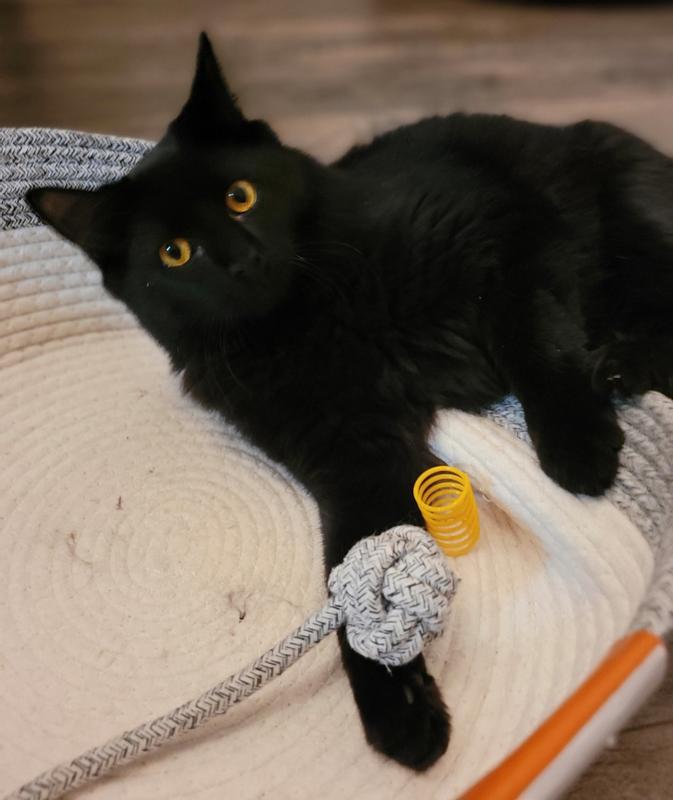 The favorite toy for playtime and fetch!!