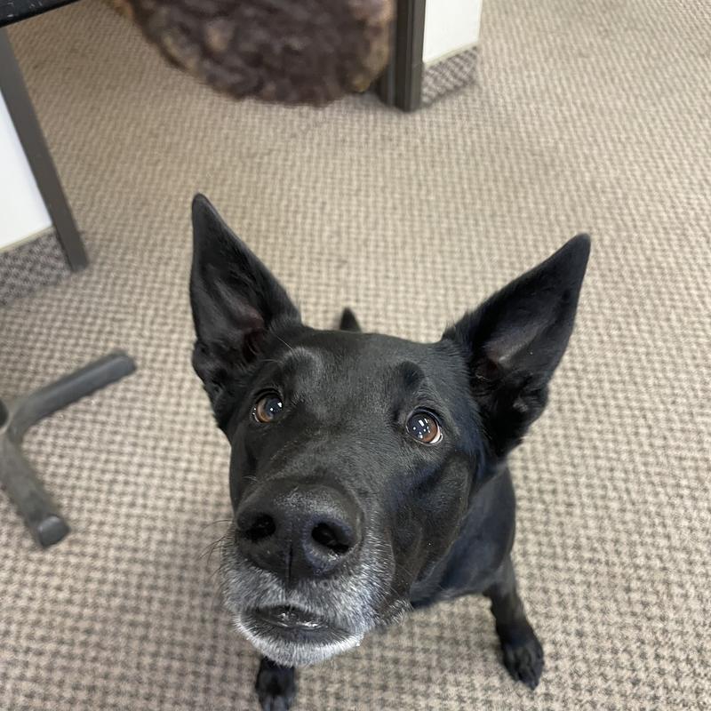 Gage patiently waiting for her Nom Nom treat.