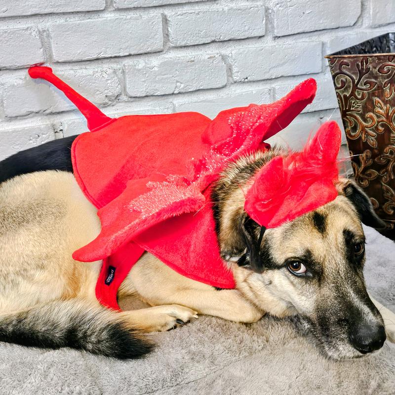 What in the World is This?