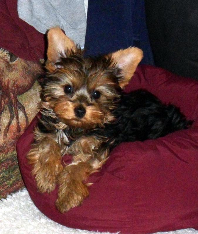 Zoe loves this cushion! Good thing we have one of those L-shaped couches with plenty of room.