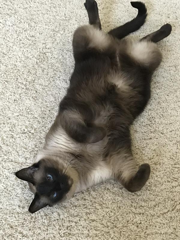 Fang’s tummy rub time