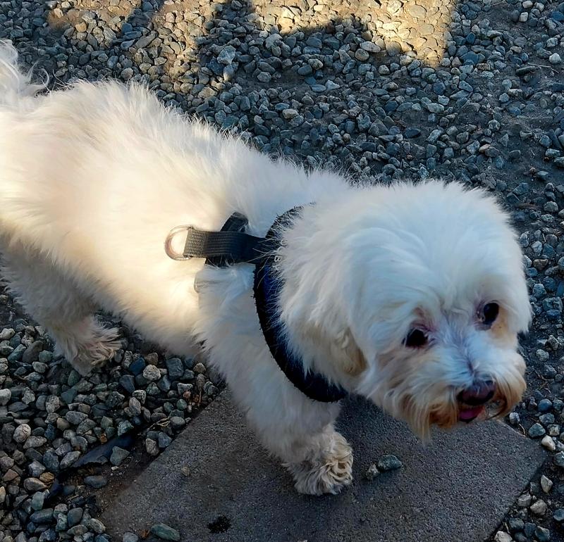 Zaxmeux at the dog park, walking around.