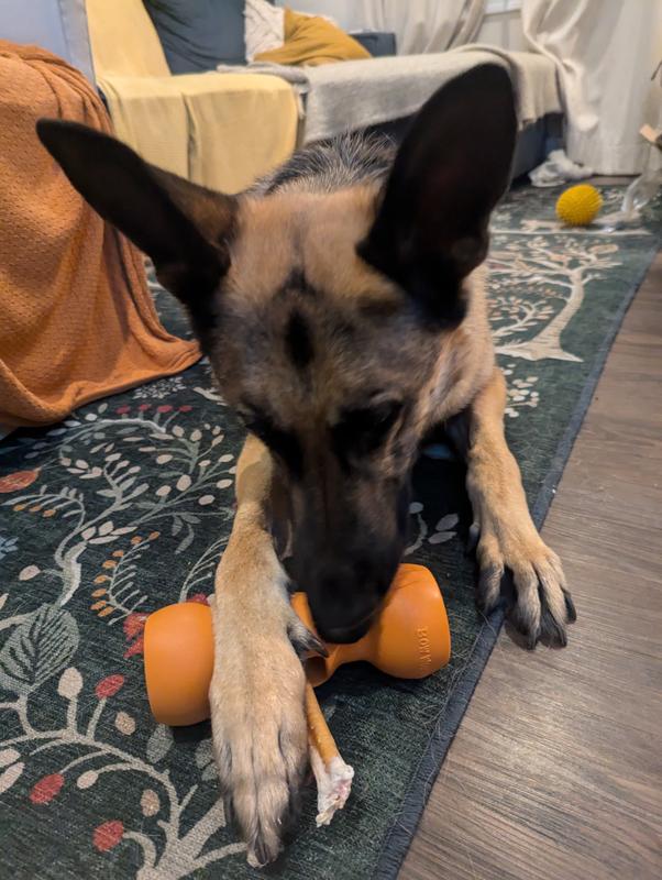 Here's Fred showing you one of the multiple different ways this toy could be held during a chew sesh!