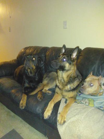 All dearest  pups