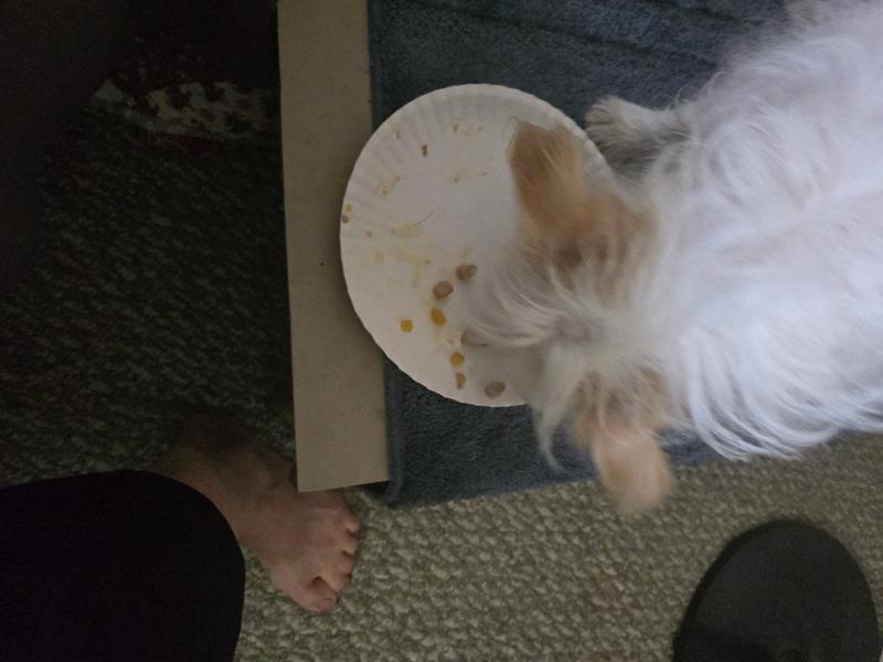 After dark Shadow cleaning up the leftovers of the Red Barn food