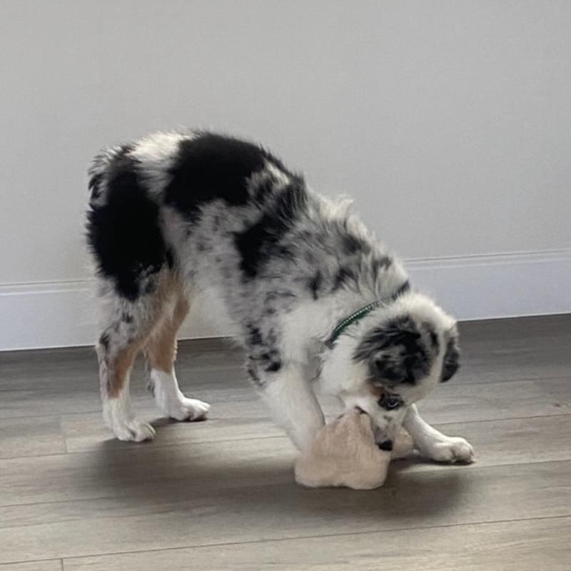 The fleece bone will not surrender.  The stuffing will, however.