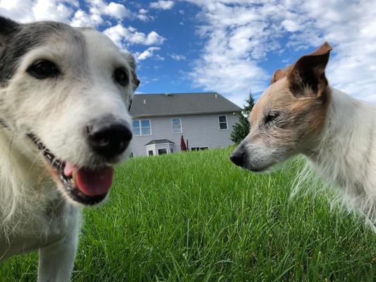 Dr lyons dental treats reviews hotsell