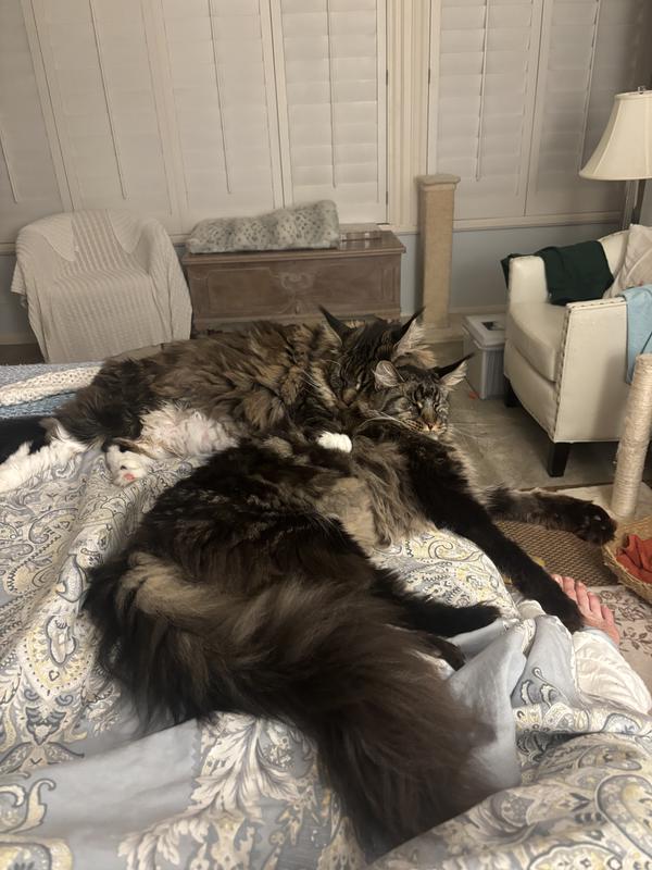 Gabapentin Compounded Oral Oil Liquid