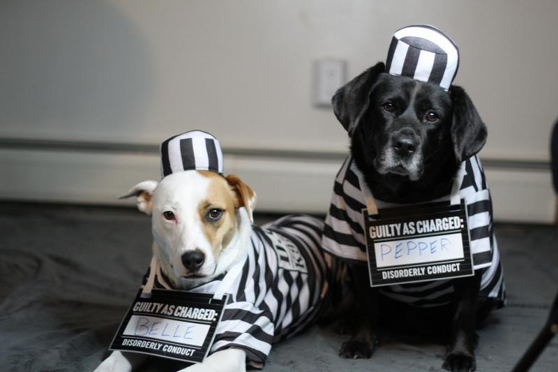 FRISCO Prisoner Dog Cat Costume X Small Chewy