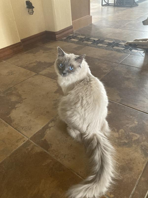 Where is the feeder?