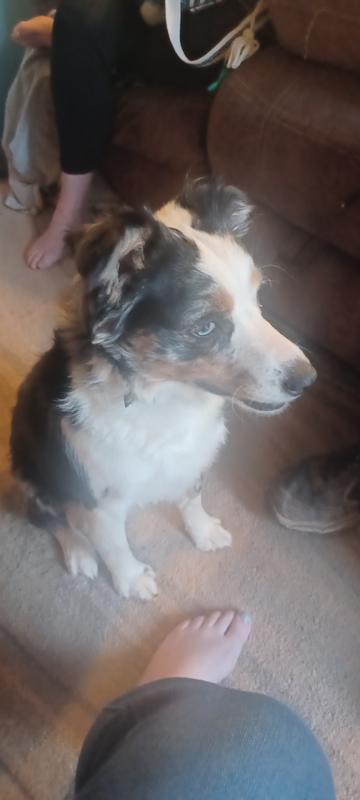 Aussie 2 years old