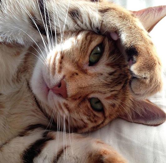 This is what contentment looks like