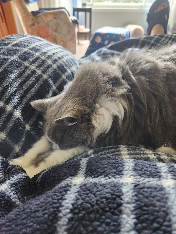 Fluffy loves this spot.