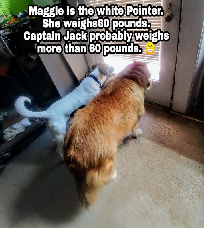 Discontinued MILKBONE Large MaroSnacks Dog Treats, 58oz box