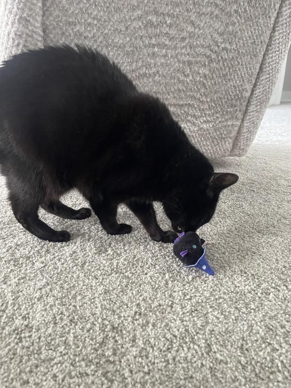 Exciting catnip, love the noises it makes!
