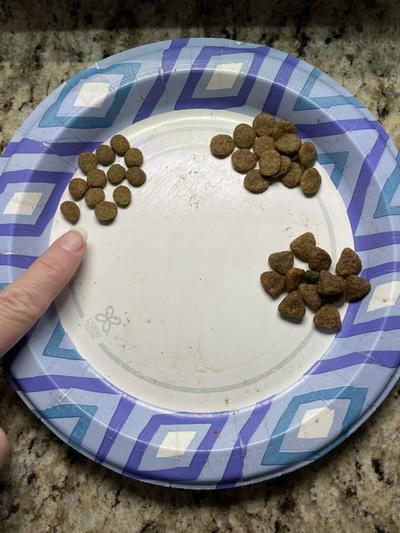 Even with a small pile of three different foods my dog didt choose Hound Gatos