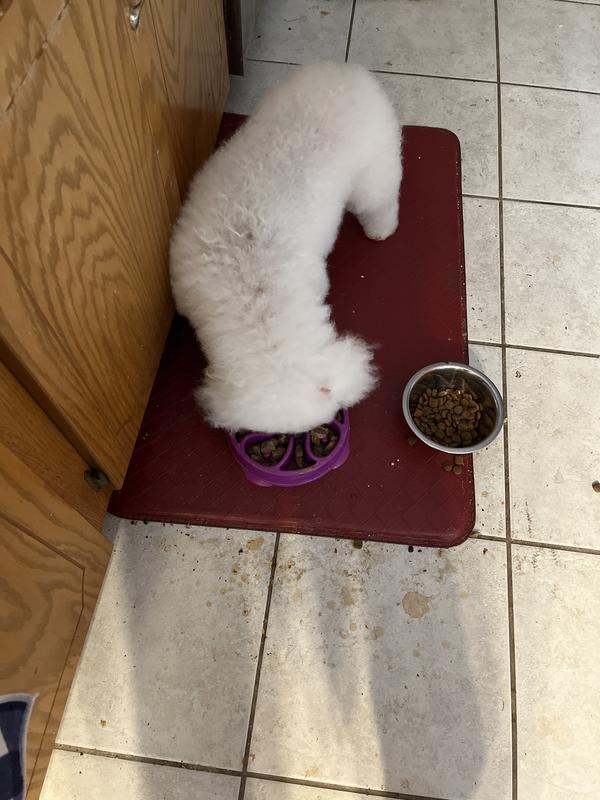 Belle loves her Eukanuba!