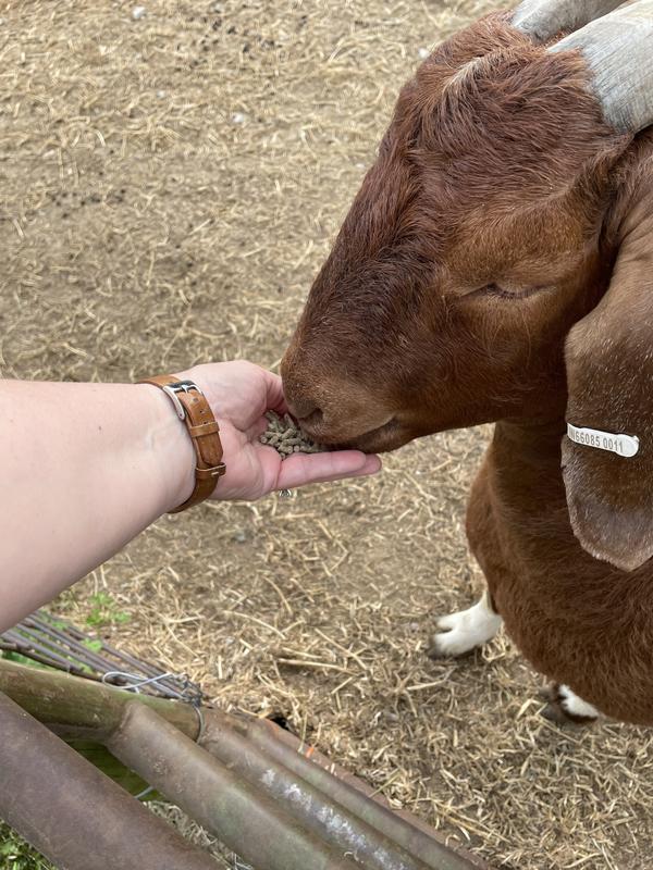 Picky eater tried it once and decided it wasn’t for her