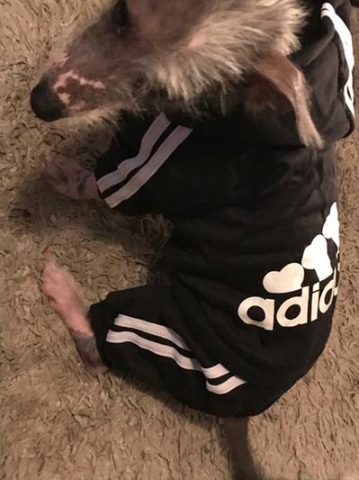 Adidas sweat suit for cheap dogs