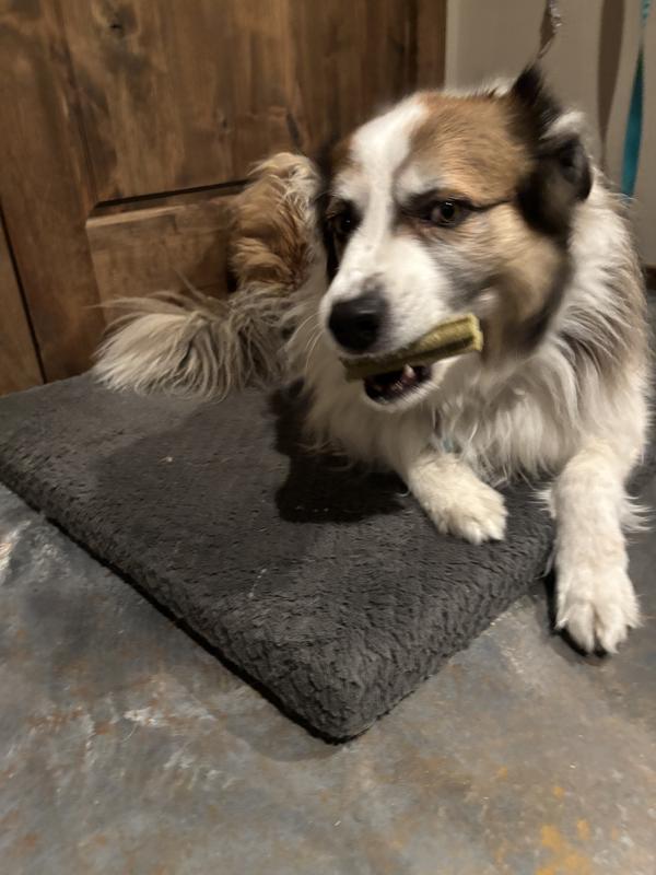 He loves his Vetradent chews.