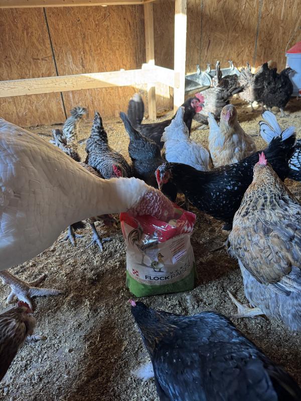 Even Theresa the turkey loves it!