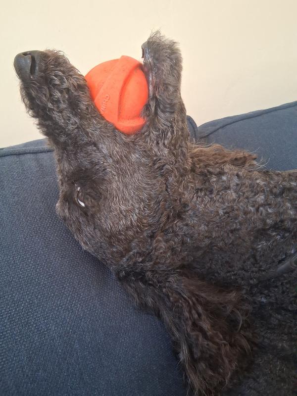 Lounging and squeaking