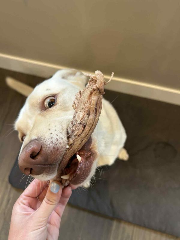 My dog couldn't wait to eat this!