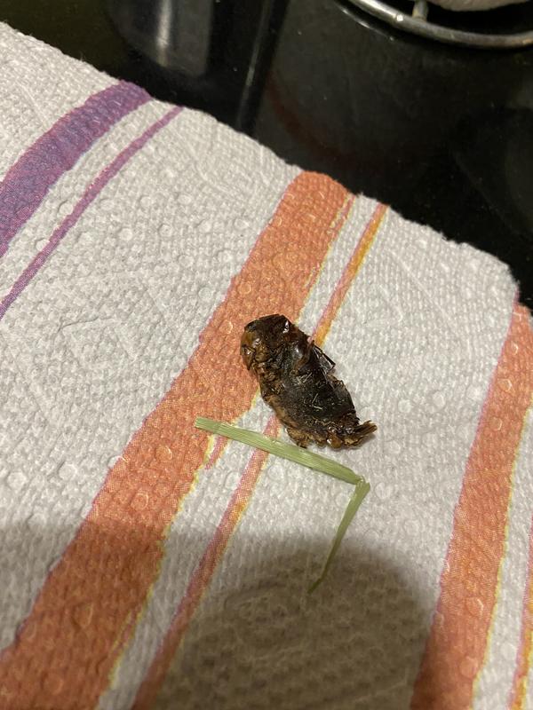 What I suspect to be a squished and dried insect