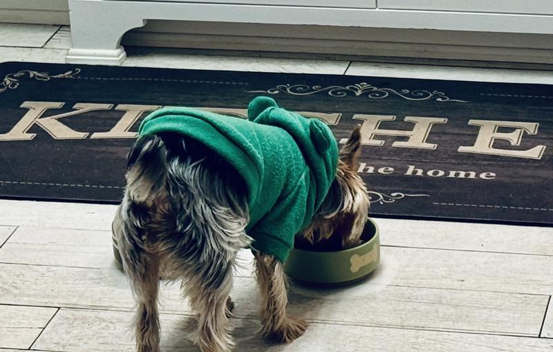 No more begging him to eat, he gobbles it up!