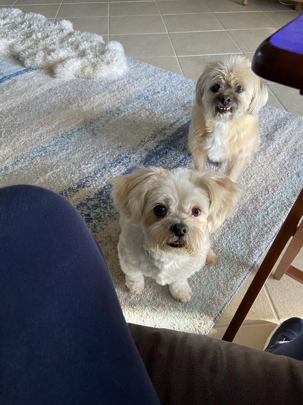 Chewy in back  (12 yrs) and Honey in front  (9 yrs)