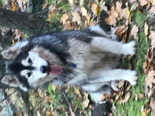 Shylo just turned 2yrs dec23nd