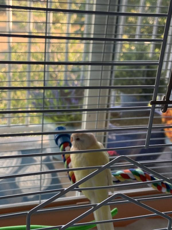 Jojo loves the space.