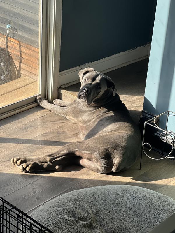 Krampus after having down downed his bowl!