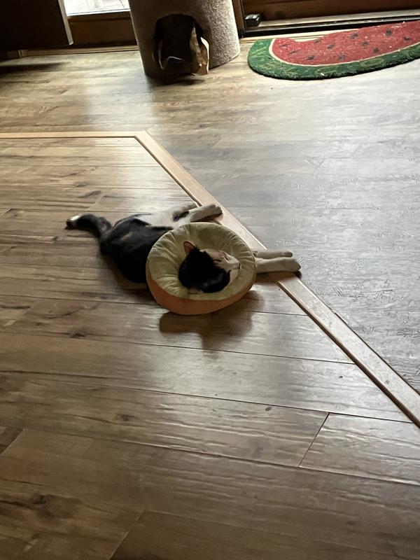 Relaxing with her donut as a pillow!