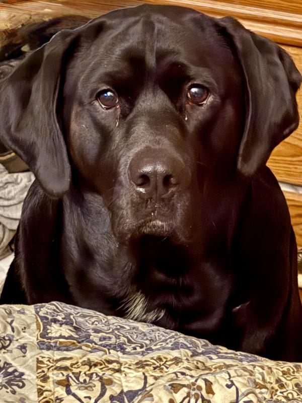 George loves Gravy Bones!