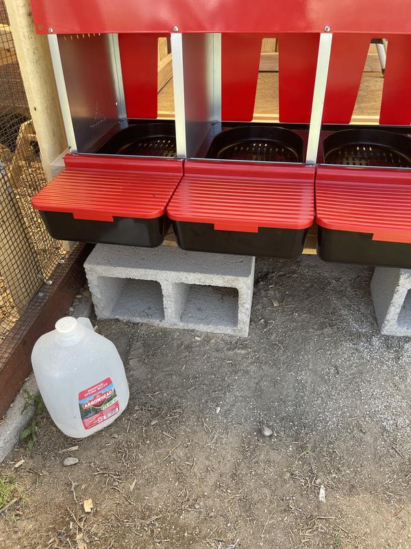 Collecting clean eggs