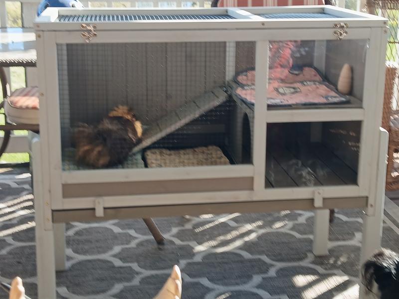 Leo in his beautiful new house!