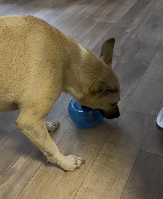 Uses this method to move it back to the carpet where he prefers to chase it.