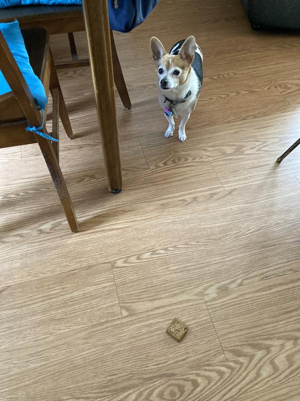 Just looking at it; didn't seem to want it.