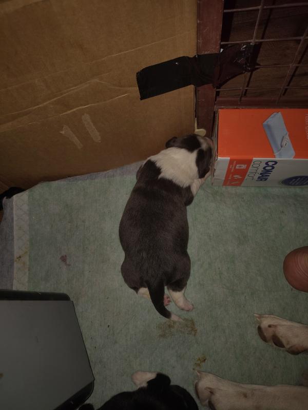 Puppies putting them to the test