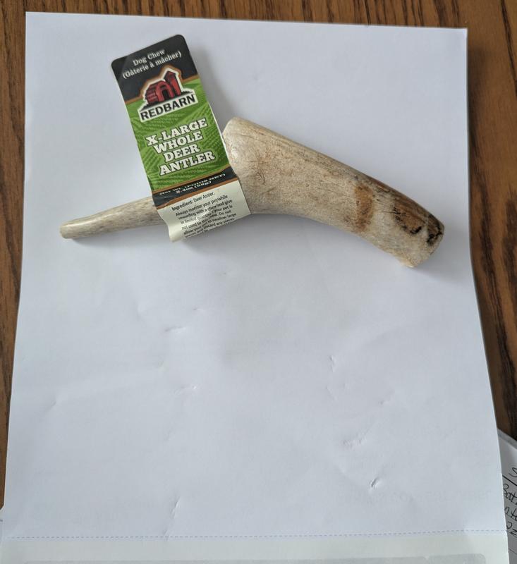 NOT an X-large antler