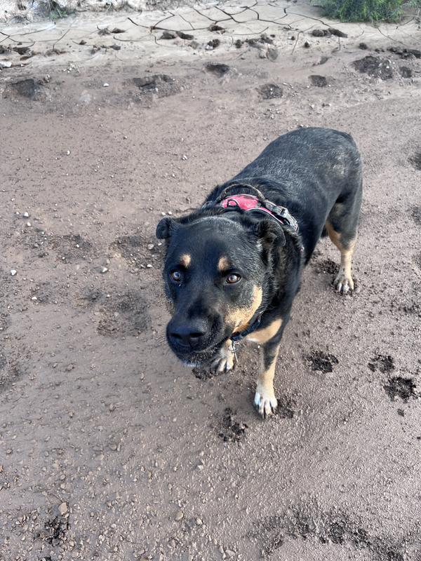 Pre-bath, rolled in mud and cow poop.