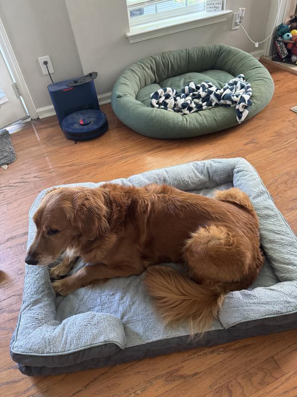 90lb golden retriever for size reference