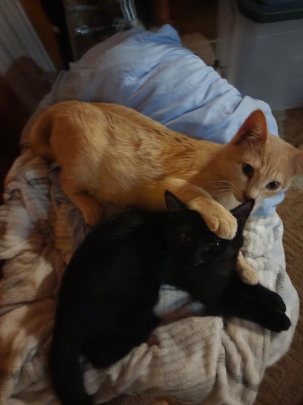 Full tummies and ready for nappies.