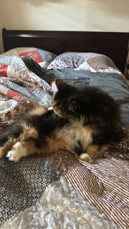 That’s Baby lying on my bed.