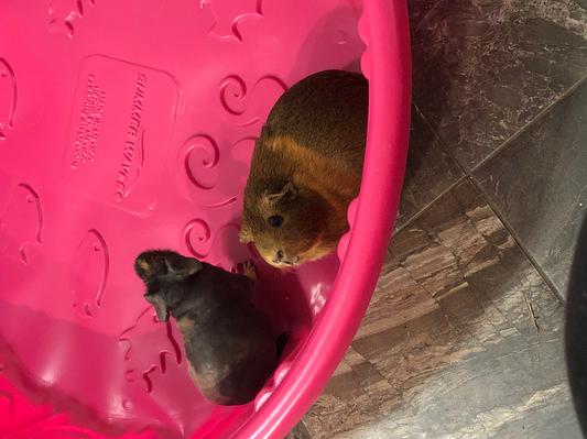 This is Scrump and Lottie