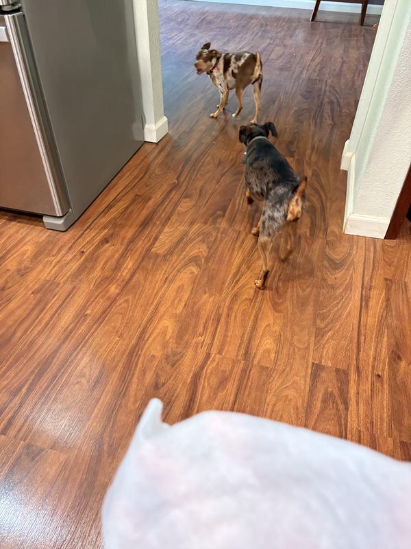 My fur babies don’t like to get wet. So they ran away. 🤣