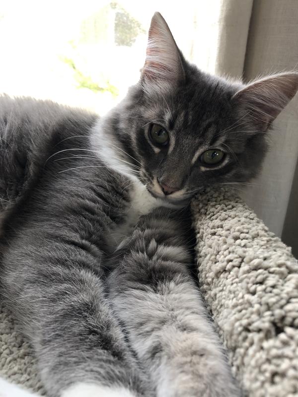 I am flea free and beautiful!